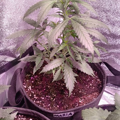 MARIA growlog timeline photo