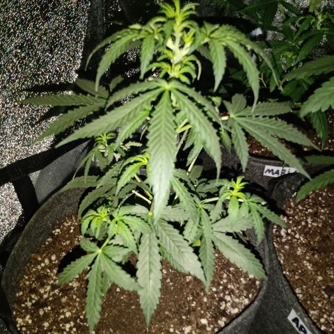 MANUELITA growlog timeline photo