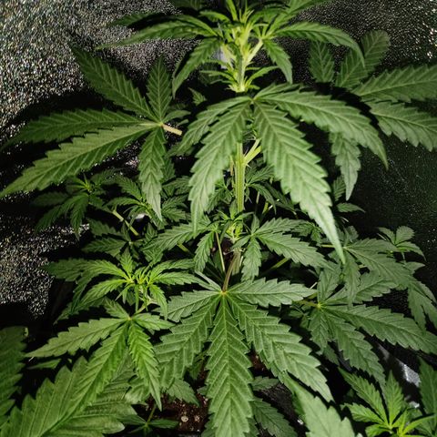 MATILDA growlog timeline photo