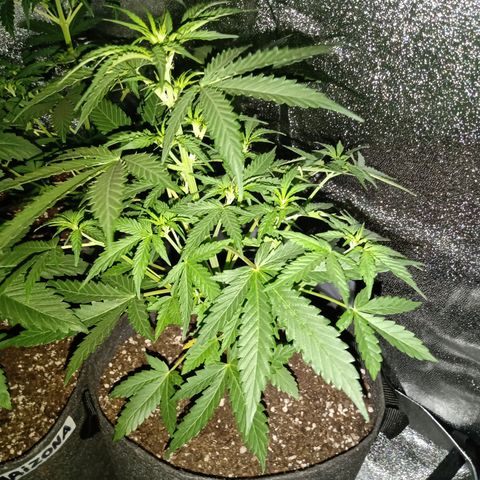 MARISOL growlog timeline photo