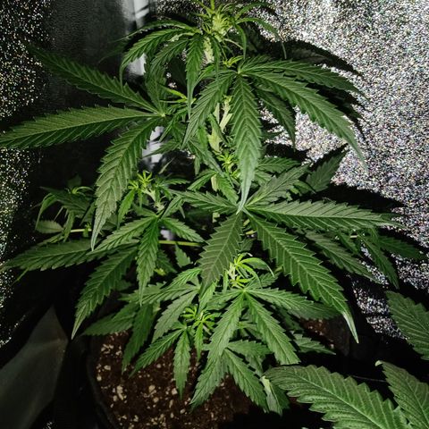 MARIA growlog timeline photo