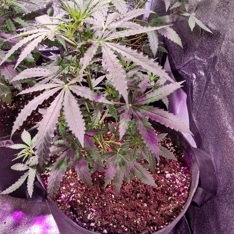 MANUELITA growlog timeline photo