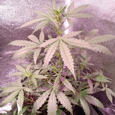 MATILDA growlog timeline photo