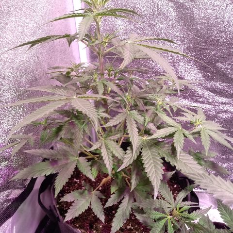 MARISOL growlog timeline photo