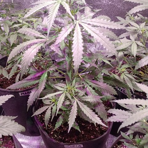 MARIA growlog timeline photo