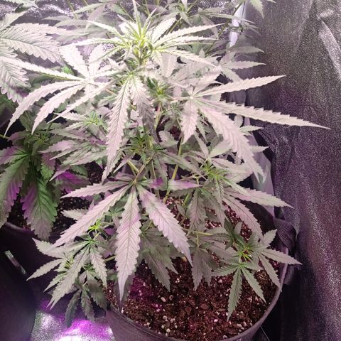 MANUELITA growlog timeline photo