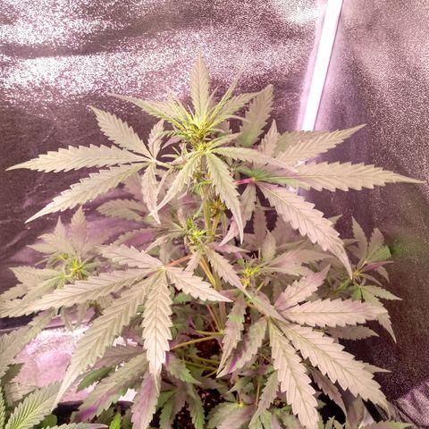 MATILDA growlog timeline photo
