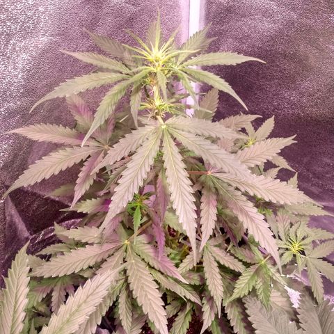 MARISOL growlog timeline photo