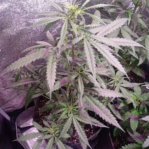 MARIA growlog timeline photo