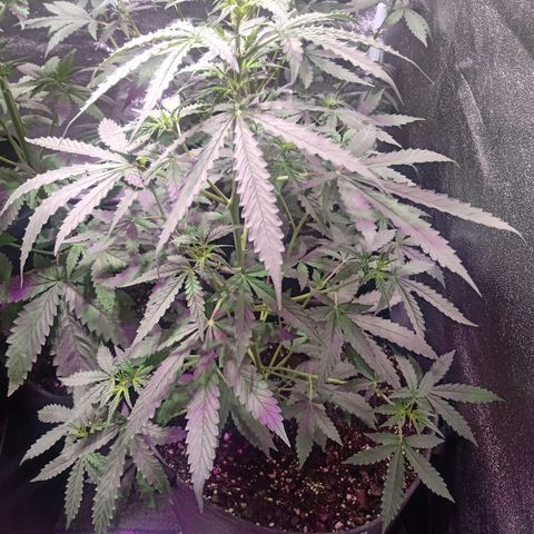 MANUELITA growlog timeline photo