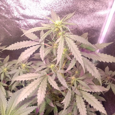MATILDA growlog timeline photo