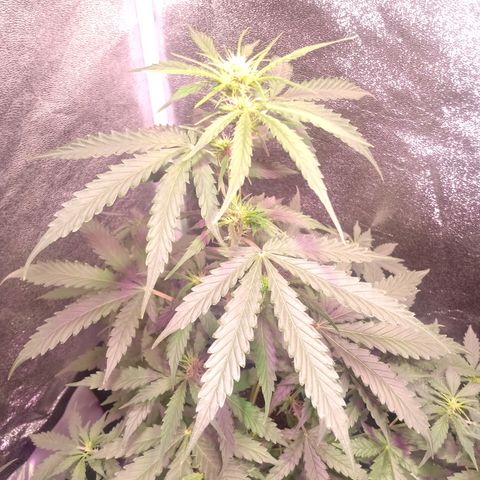 MARISOL growlog timeline photo