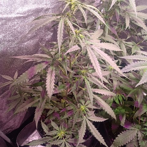 MARIA growlog timeline photo