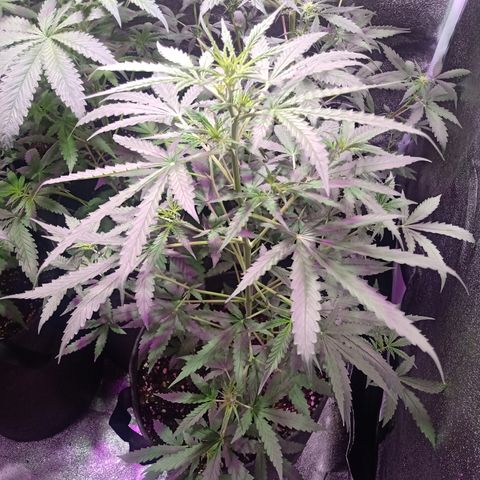 MANUELITA growlog timeline photo