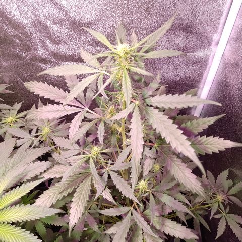 MATILDA growlog timeline photo