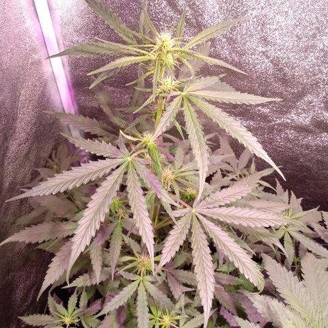 MARISOL growlog timeline photo