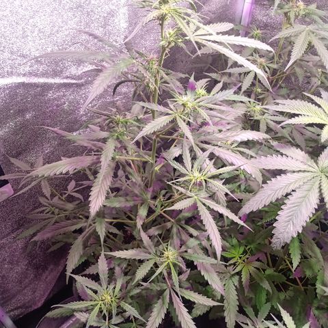 MARIA growlog timeline photo