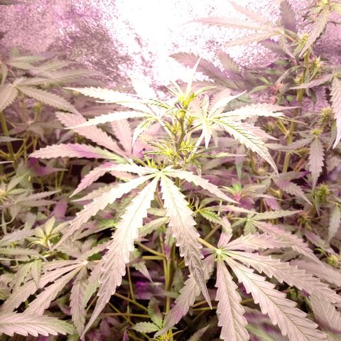 MANUELITA growlog timeline photo