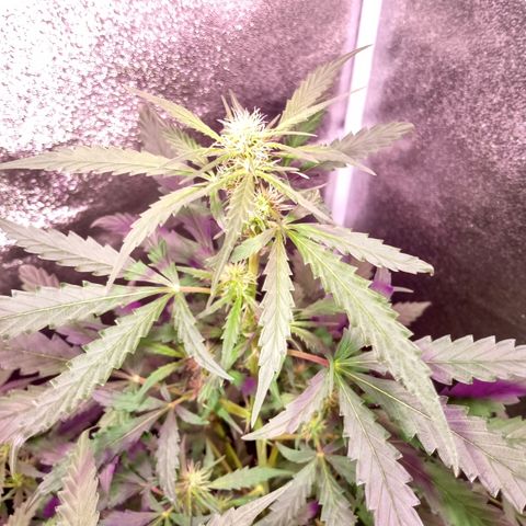 MATILDA growlog timeline photo