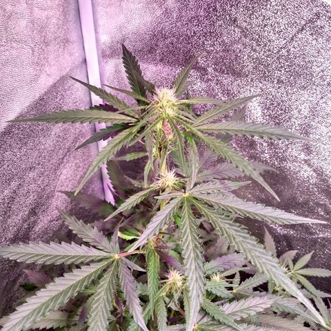 MARISOL growlog timeline photo