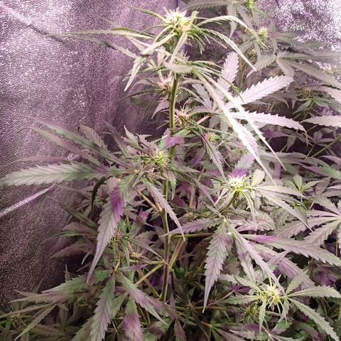 MARIA growlog timeline photo