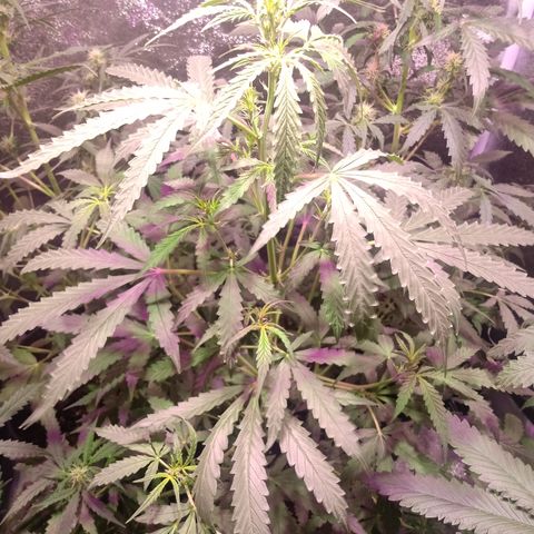 MANUELITA growlog timeline photo