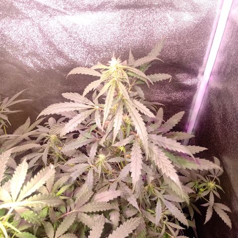 MATILDA growlog timeline photo