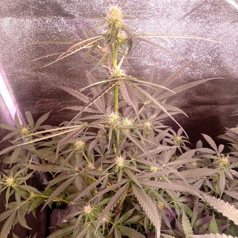 MARISOL growlog timeline photo