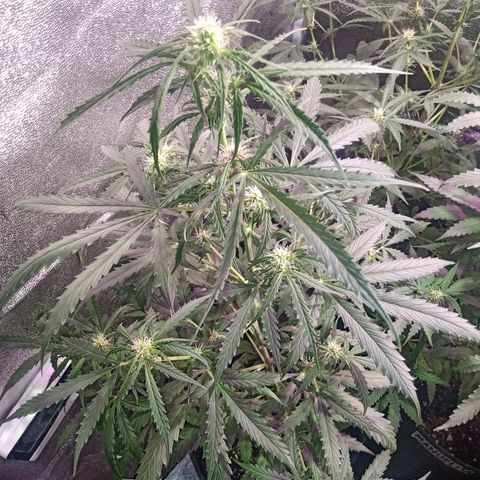 MARIA growlog timeline photo