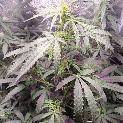 MANUELITA growlog timeline photo