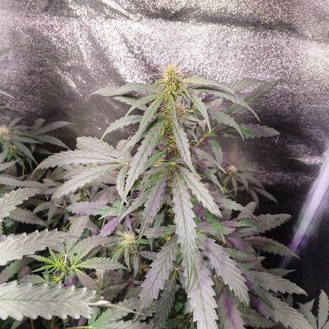 MATILDA growlog timeline photo