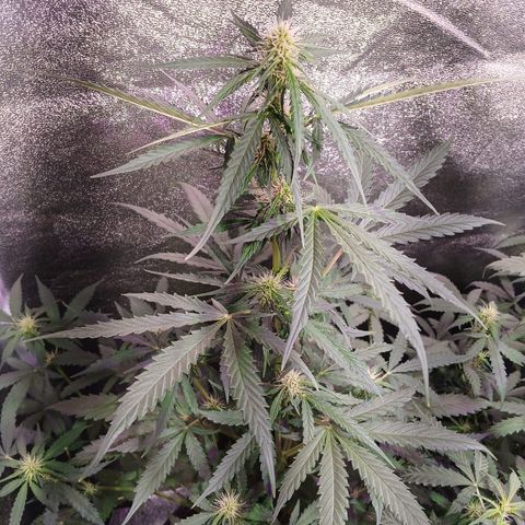 MARISOL growlog timeline photo
