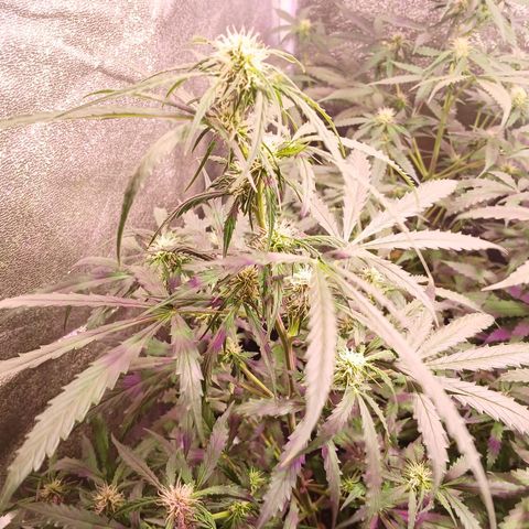 MARIA growlog timeline photo