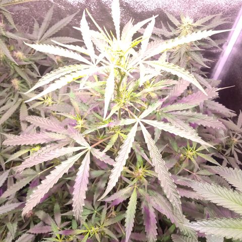 MANUELITA growlog timeline photo