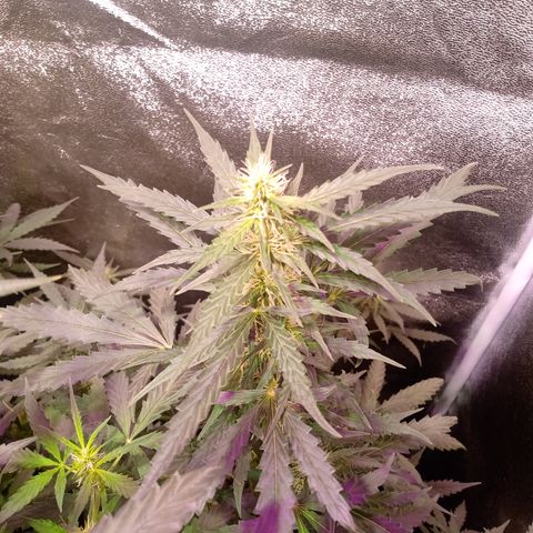 MATILDA growlog timeline photo