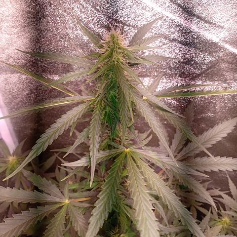 MARISOL growlog timeline photo