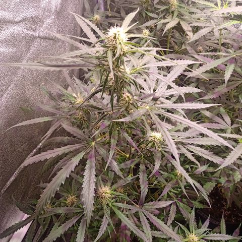MARIA growlog timeline photo