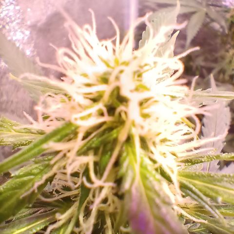 MARIA growlog timeline photo