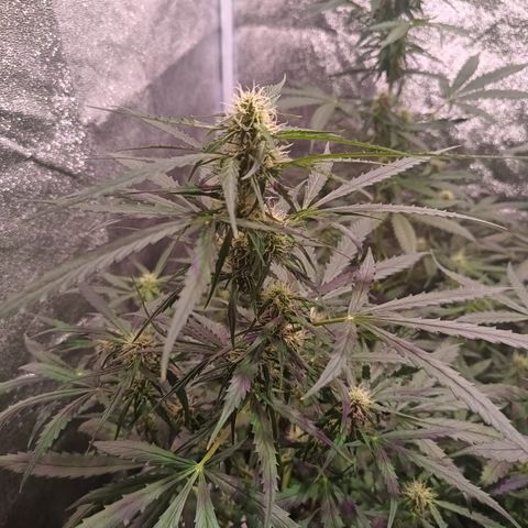 MARIA growlog timeline photo
