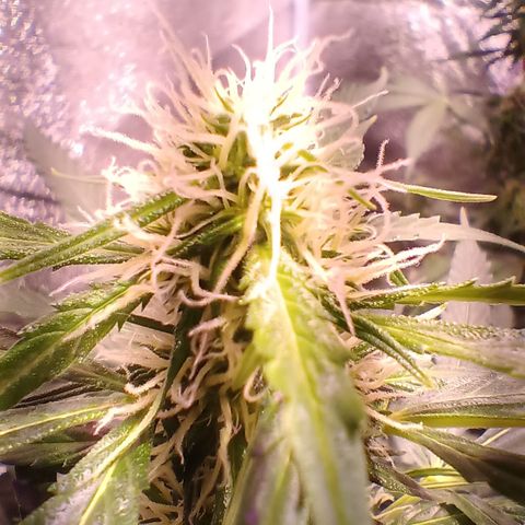 MARIA growlog timeline photo