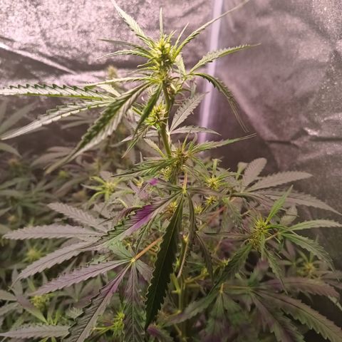 MANUELITA growlog timeline photo