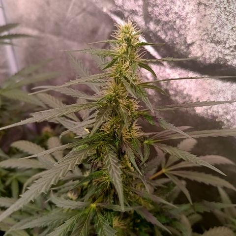 MATILDA growlog timeline photo