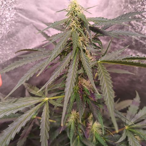 MARISOL growlog timeline photo