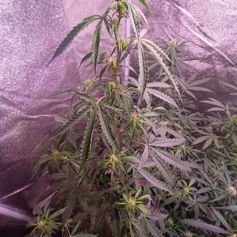 MANUELITA growlog timeline photo