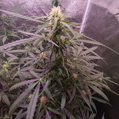 MARIA growlog timeline photo