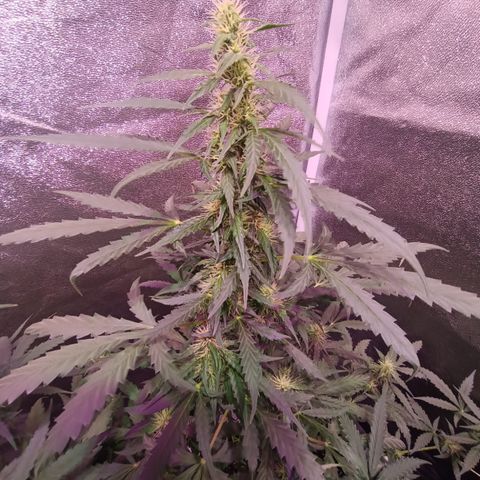 MATILDA growlog timeline photo
