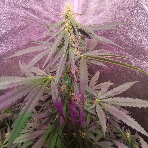 MARISOL growlog timeline photo