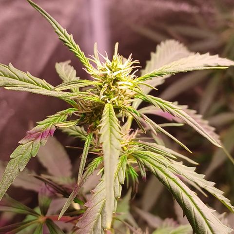 MANUELITA growlog timeline photo