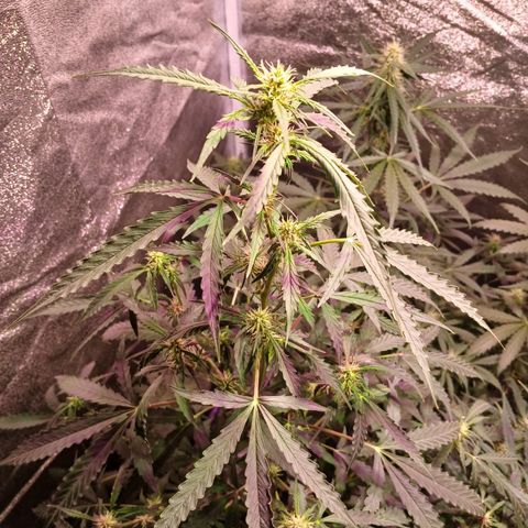 MANUELITA growlog timeline photo