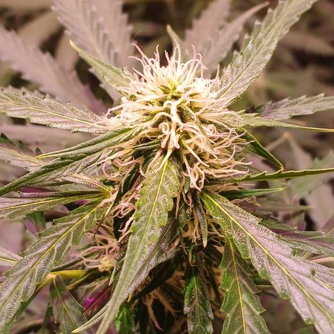 MARIA growlog timeline photo